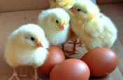 POULTRY FARMING FOR MENTOR ORPHANS AFRICA