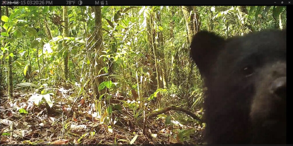 Curious spectacled bear cub peering at camera