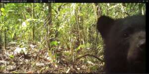 Curious spectacled bear cub peering at camera