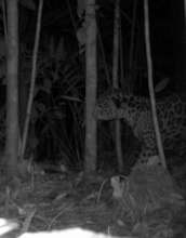 Jaguar registrado en un nuevo sitio muestreado.