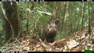 A curious tapir peering at the camera-trap