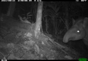 Tapir registrado en la Serrania de San Lucas