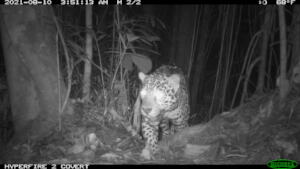 A very large jaguar on night patrol