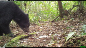 A foraging spectacled bear