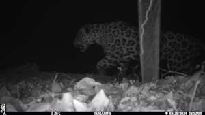 Jaguar walking a forest patch in our study area.