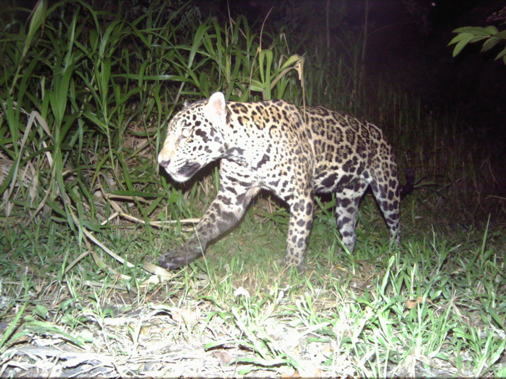 Conservation action in an Andean diversity hotspot