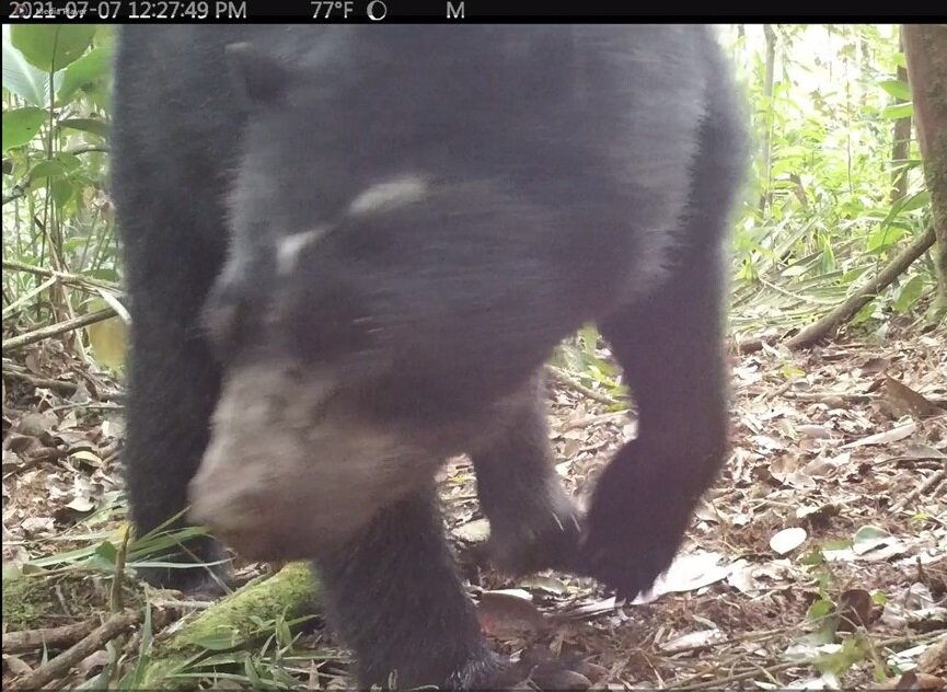 Spectacled bear detected in the Serrania in 2021