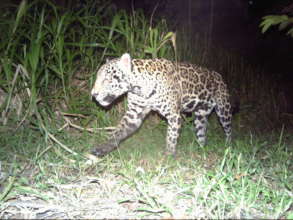 Jaguar detected in the foothills of the Serrania