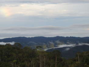 Primary forest