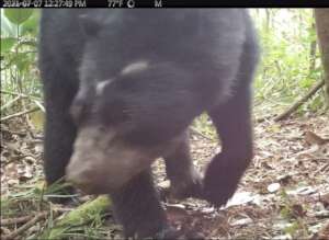Spectacled bear detected in the Serrania in 2021