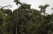 Conservation action in an Andean diversity hotspot