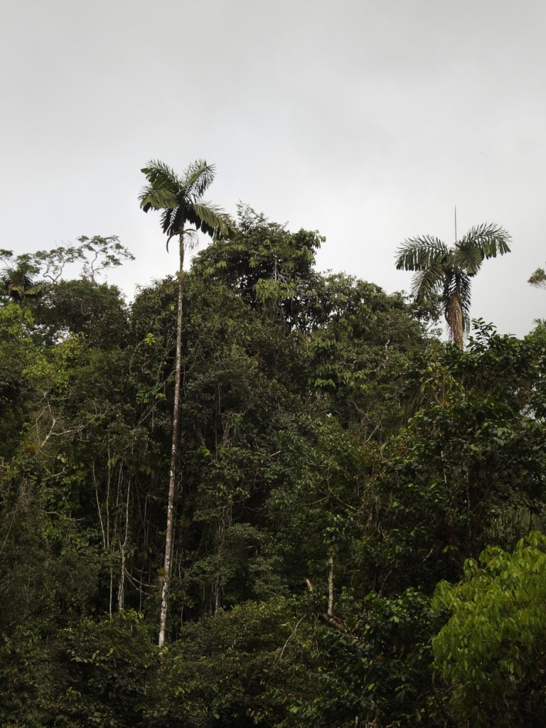 Conservation action in an Andean diversity hotspot