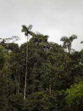 Conservation action in an Andean diversity hotspot
