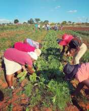 Our kids' caregivers like to help in our garden