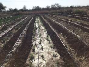Our new solar-powered drip irrigation system.