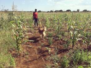 Zarabella loves to help harvest the crops