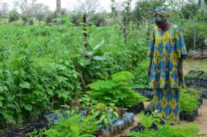 Tree planting in Mboss