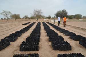 Reforestation project launch in Keur Birame!