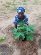 Keur Daouda president Die is planting papaya tree