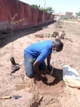 Mr. Diop is planting a tree in the school