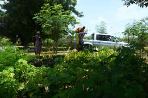 Loading saplings on pickup for distribution