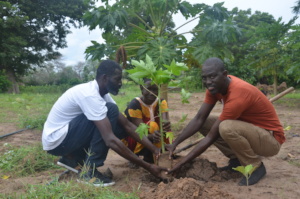 Planting trees with Arame