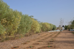 The Acacia Olos as living fences in Santhie