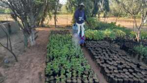 Watering saplings in Santhie