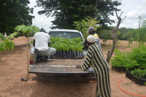Saplings transported to other communities