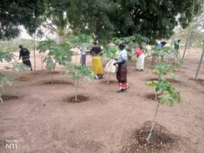 Maintaining the papaya trees in Wereyane