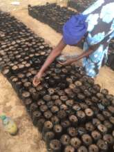 Preparing the seedlings in Wereyane