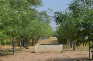 Mature moringa trees forming a shaded alley