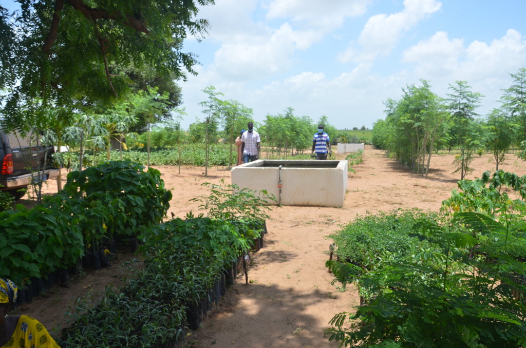 Setting up tree nurseries