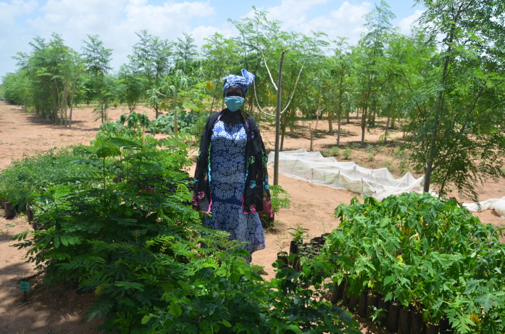 In the tree nursery