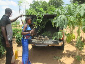 Distributing tree saplings to the communities