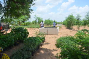 Setting up tree nurseries
