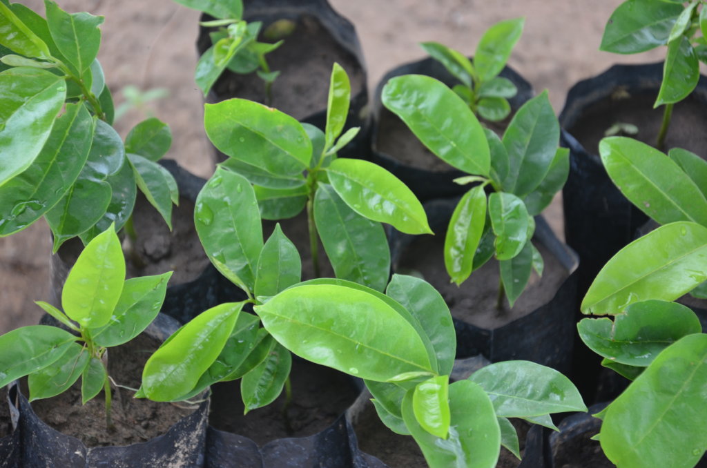 50000 trees/year for a self-reliant rural Senegal