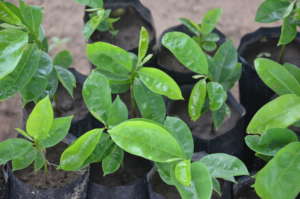 50000 trees/year for a self-reliant rural Senegal