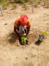 Planting a sapling for the future