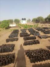 Tree nursery in the community of Mbossedji