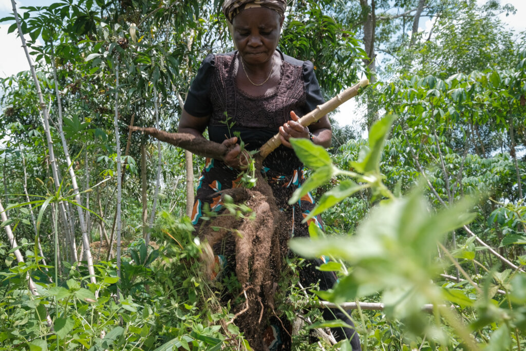 Cassava harvest on a pilot farm