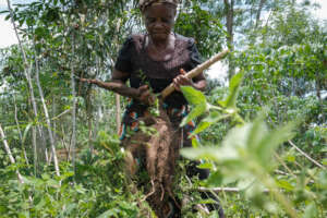 Cassava harvest on a pilot farm