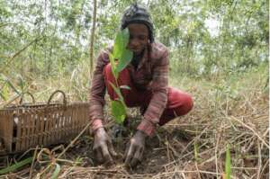 Growing a tree usually starts with a seedling