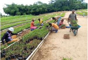 Large central nursery creates employment for many