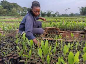 Seedlings are carried in baskets to plantations.