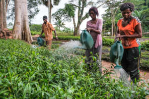 Acacia trees being planted in Yangambi