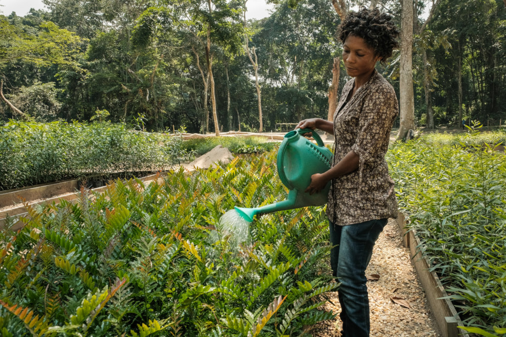 A million trees to energize DR Congo's rainforest