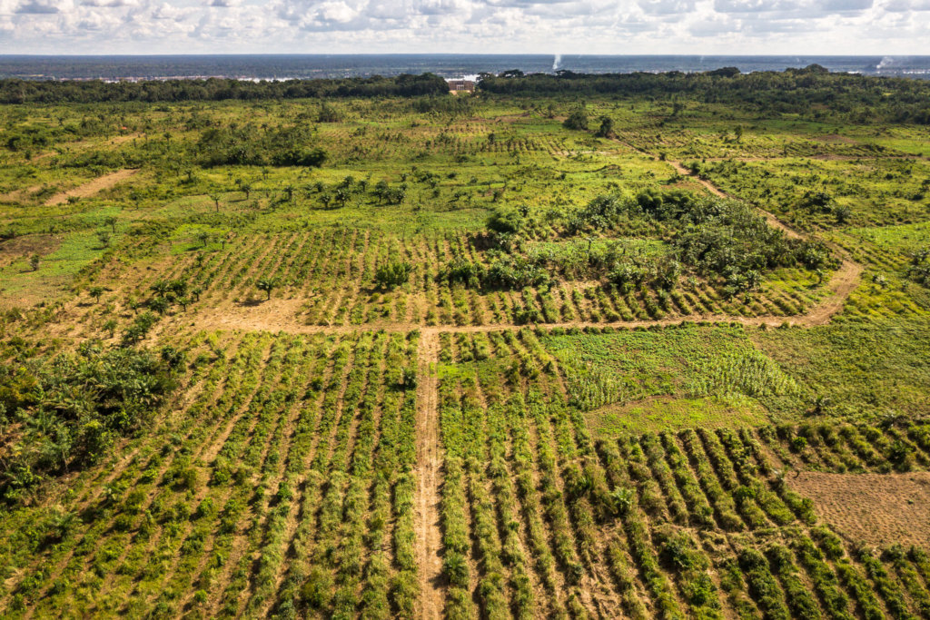 A million trees to energize DR Congo's rainforest