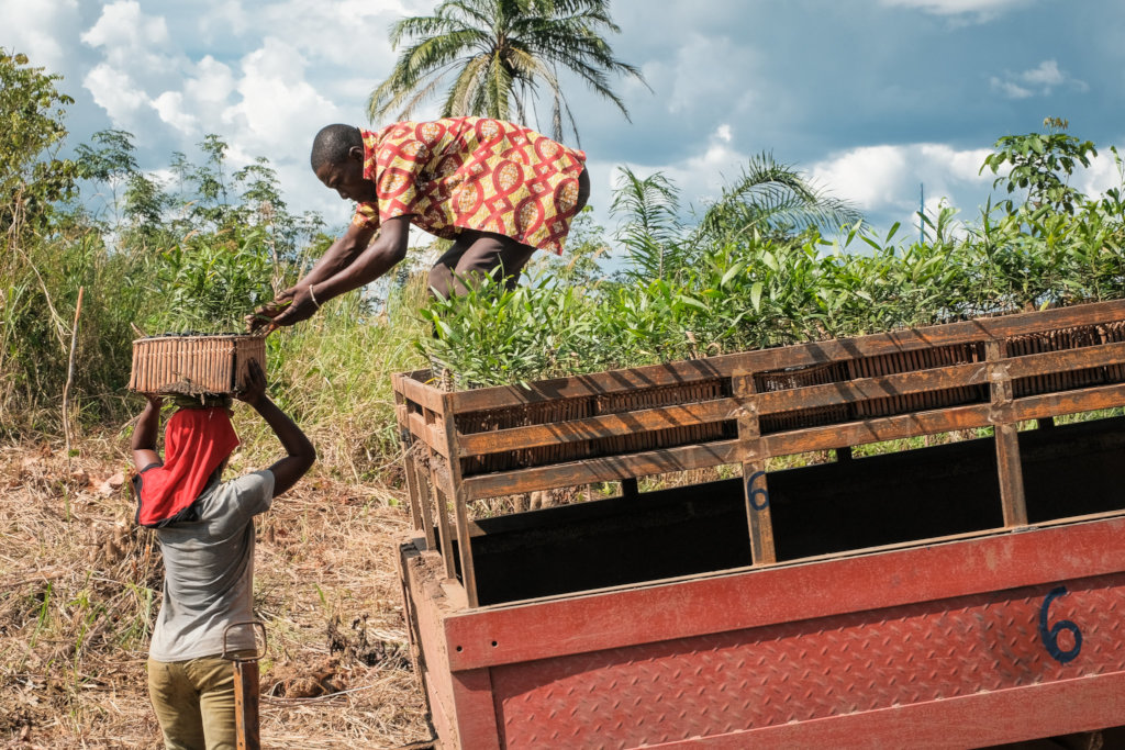 A million trees to energize DR Congo's rainforest