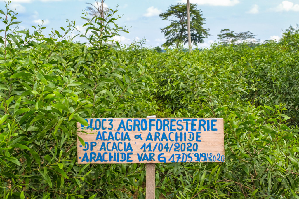 A million trees to energize DR Congo's rainforest